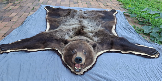 Grizzly Bear Rug inc shipping