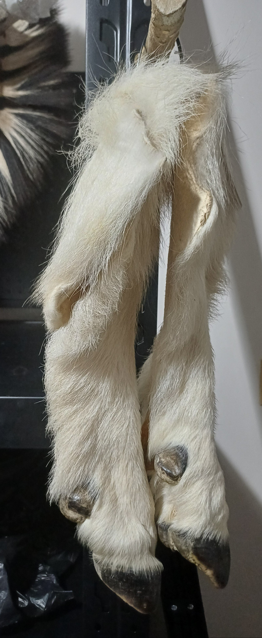 Mountain goat 🐐 hooves