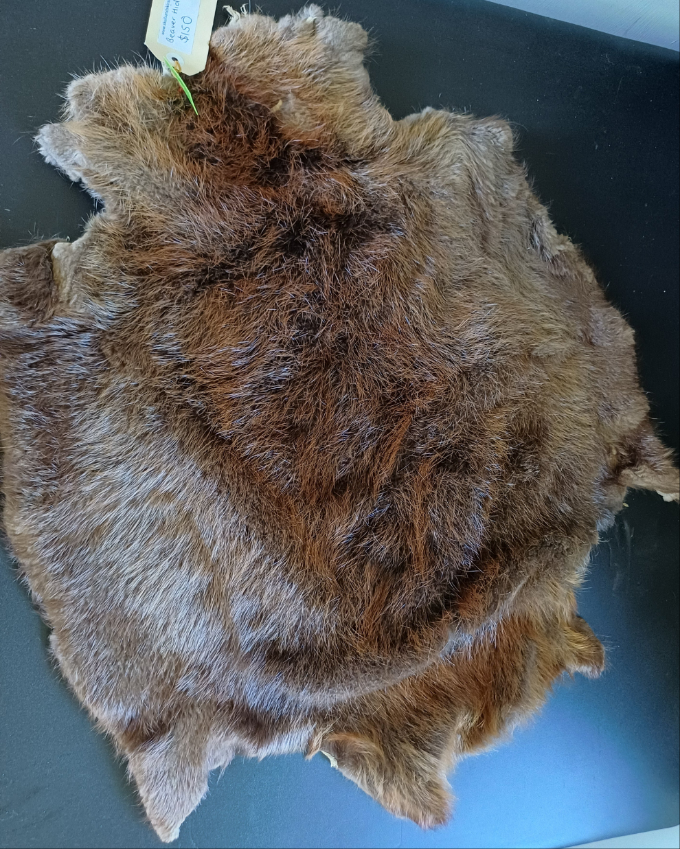 Large Beaver Pelt