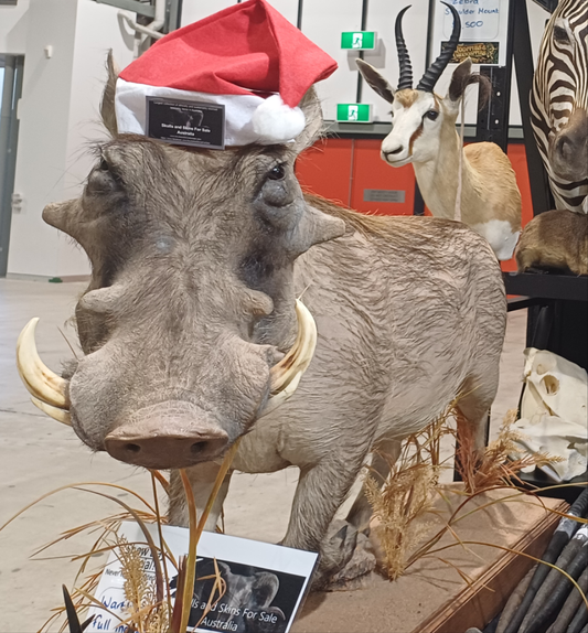 Warthog full body taxidermy