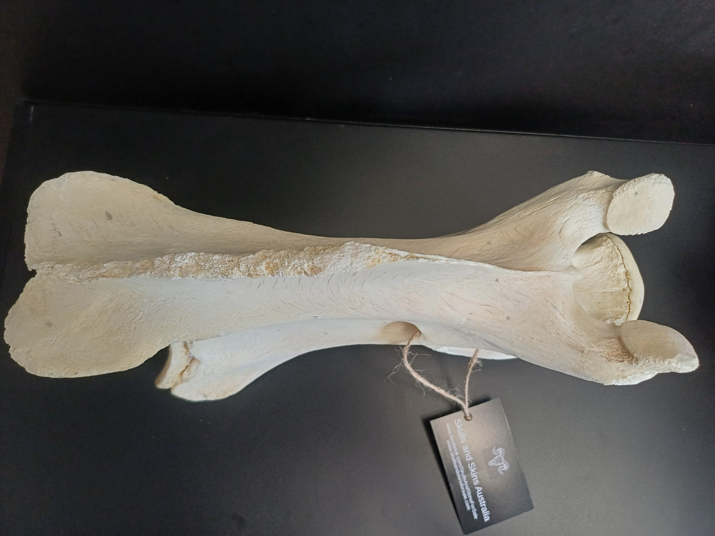 XL Giraffe Vertebrae (CITES permit inc)