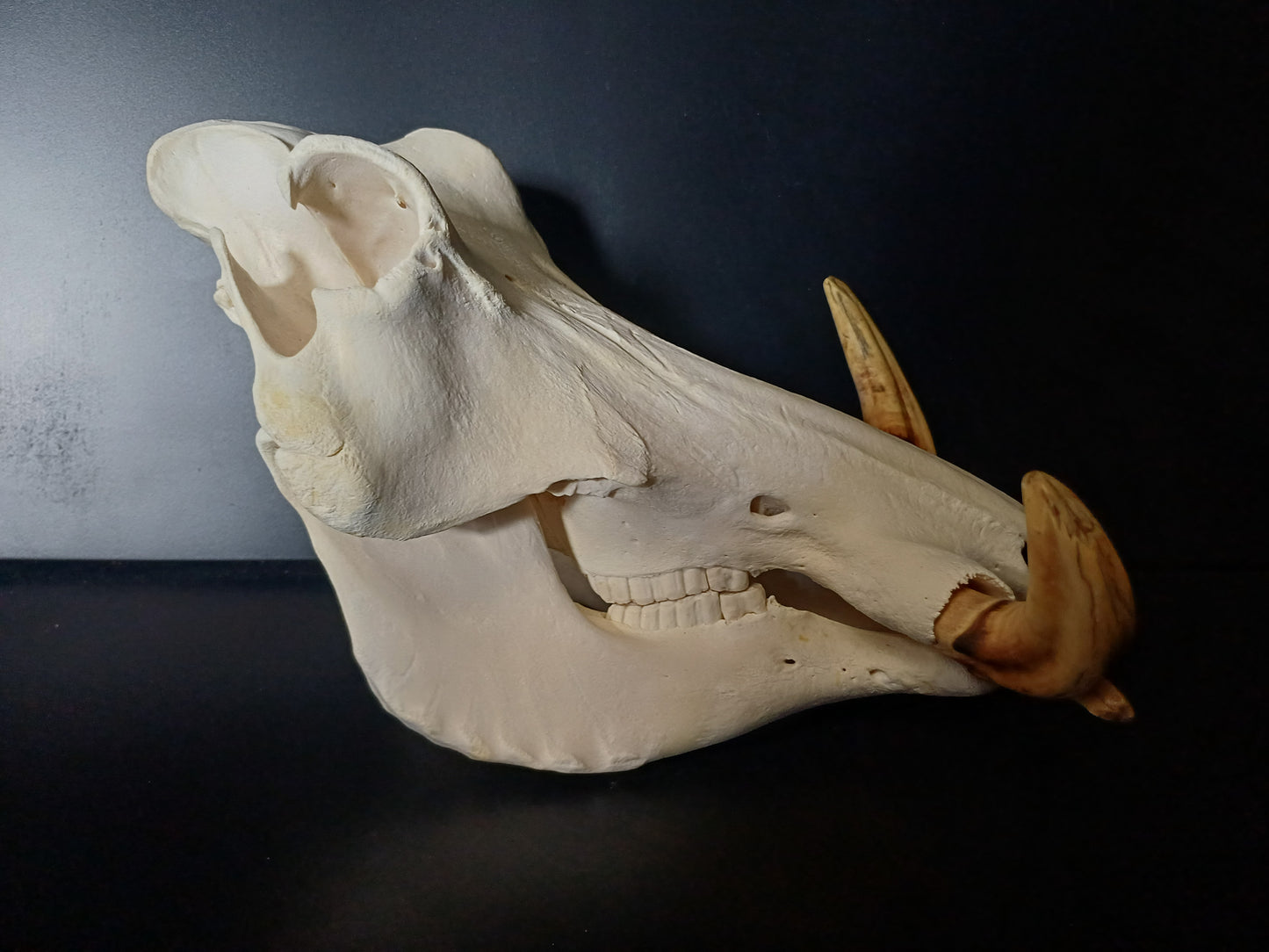 Warthog skull