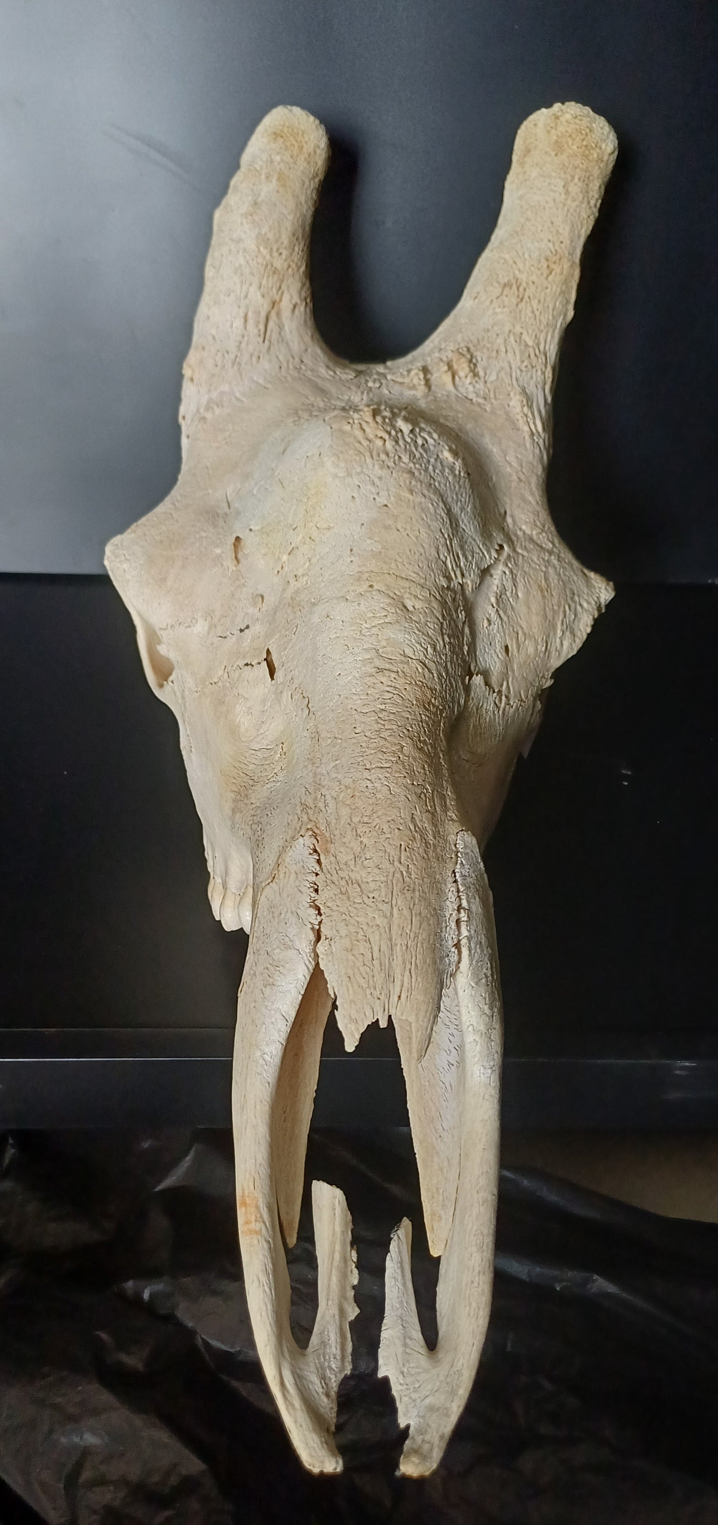 Giraffe skull top (CITES)