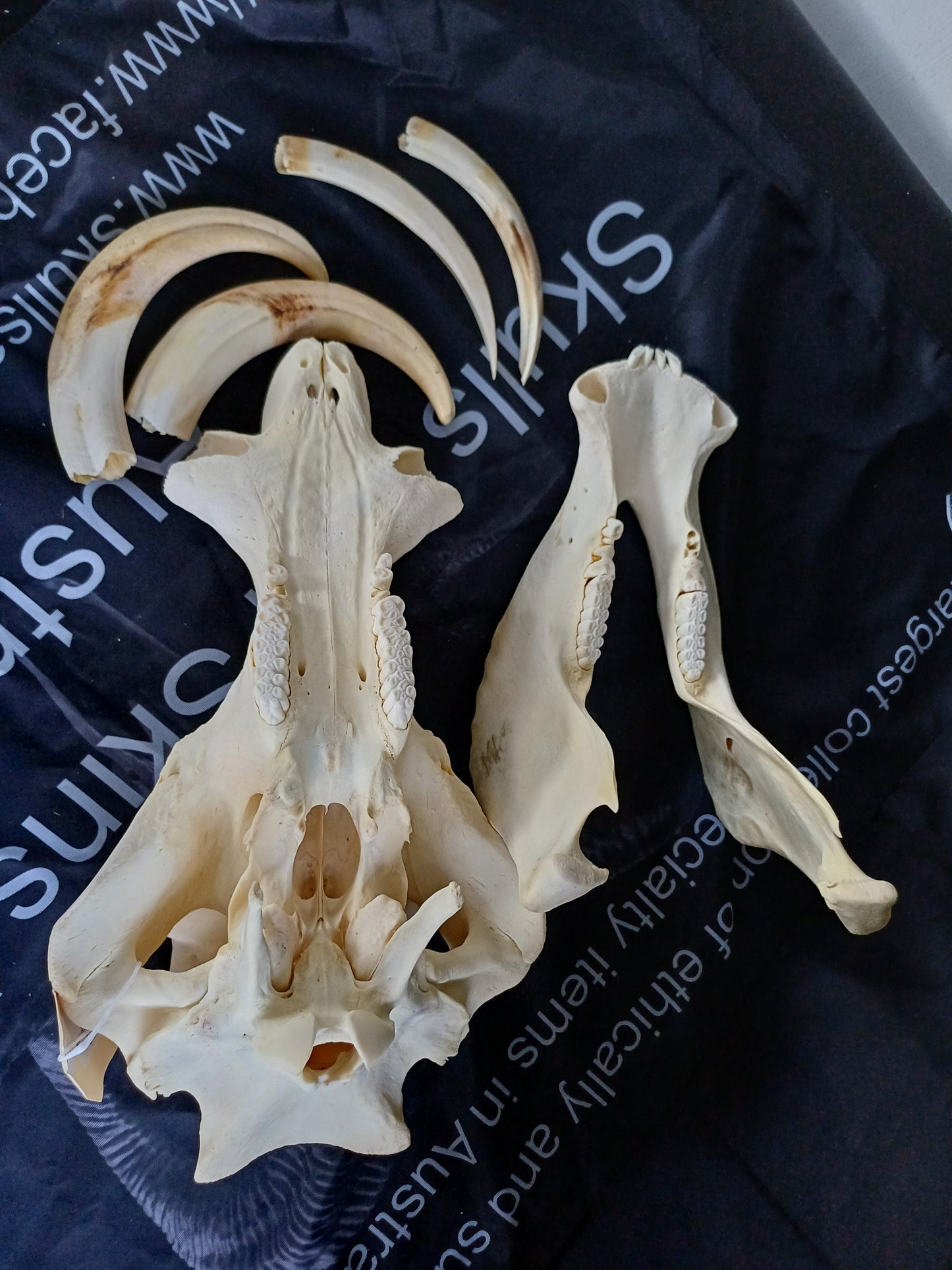 XL Warthog skull