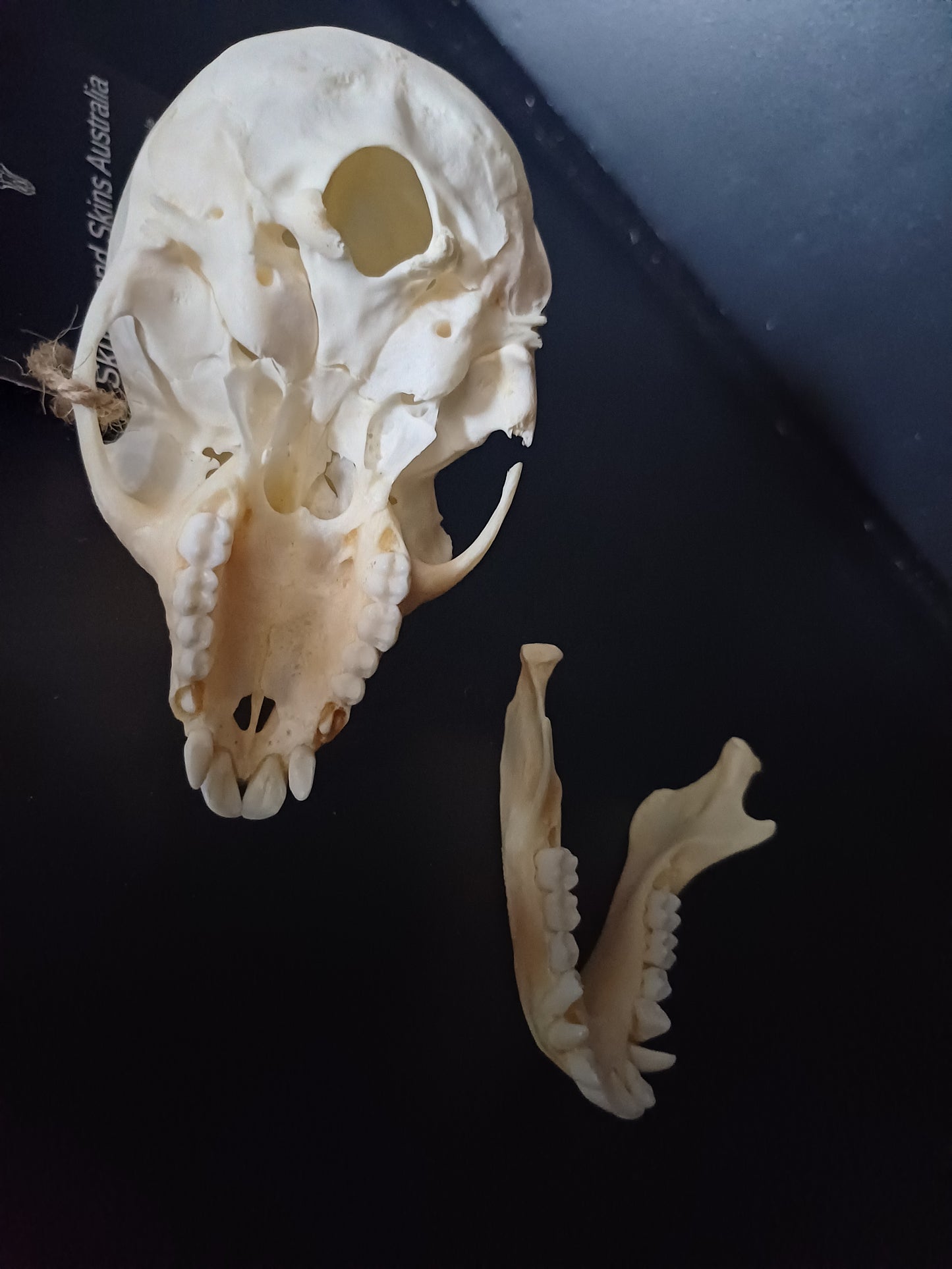 Vervet Monkey Skull - Female