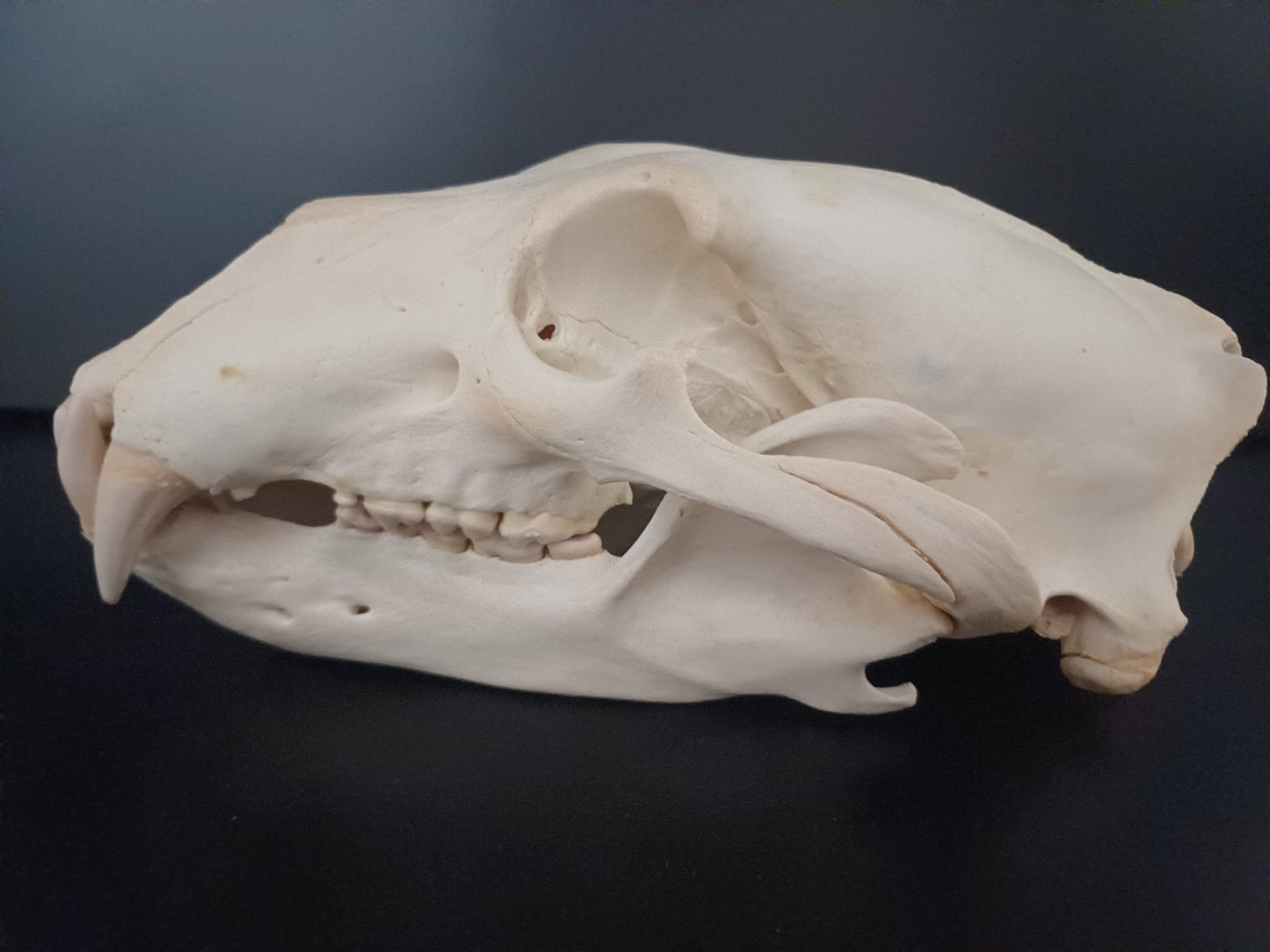 Polar bear skull (CITES)