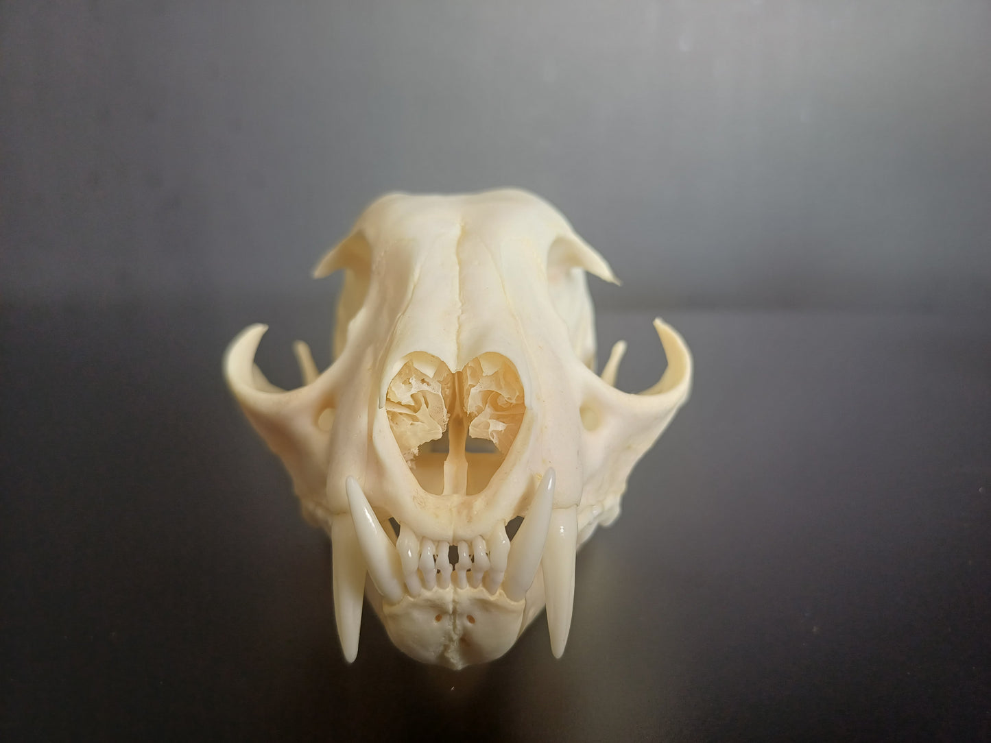 Lynx skull