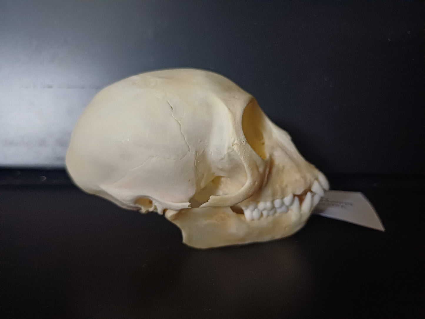 Vervet Monkey Skull - Female