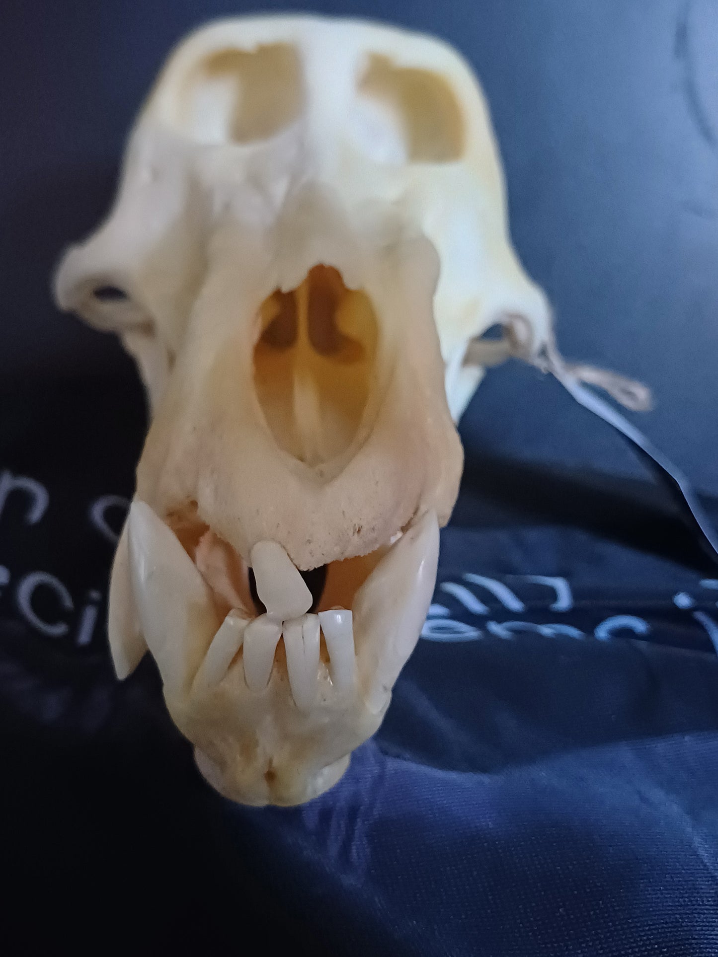 B Grade Chacma Baboon skull - male CITES