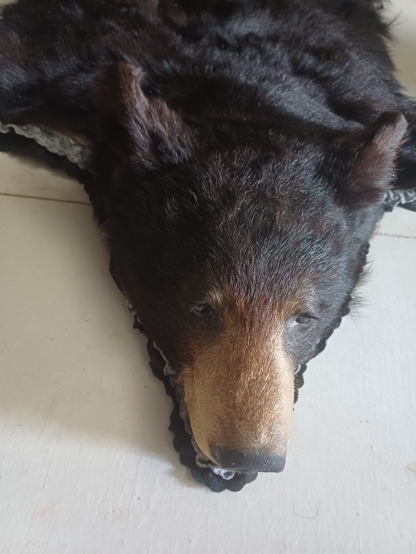 Black Bear Rug