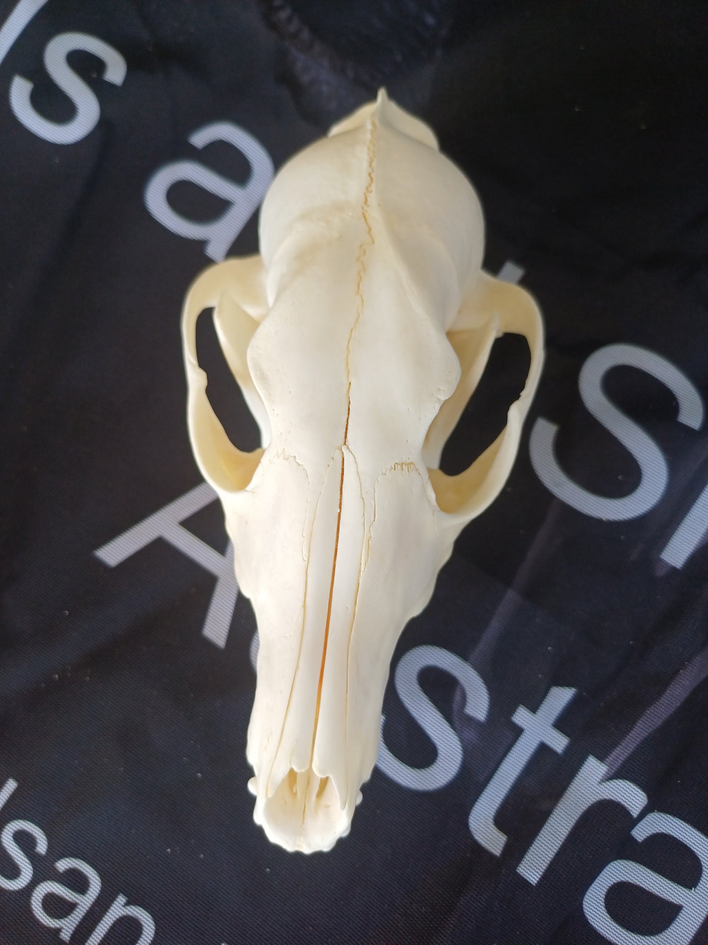Black Backed Jackal Skull
