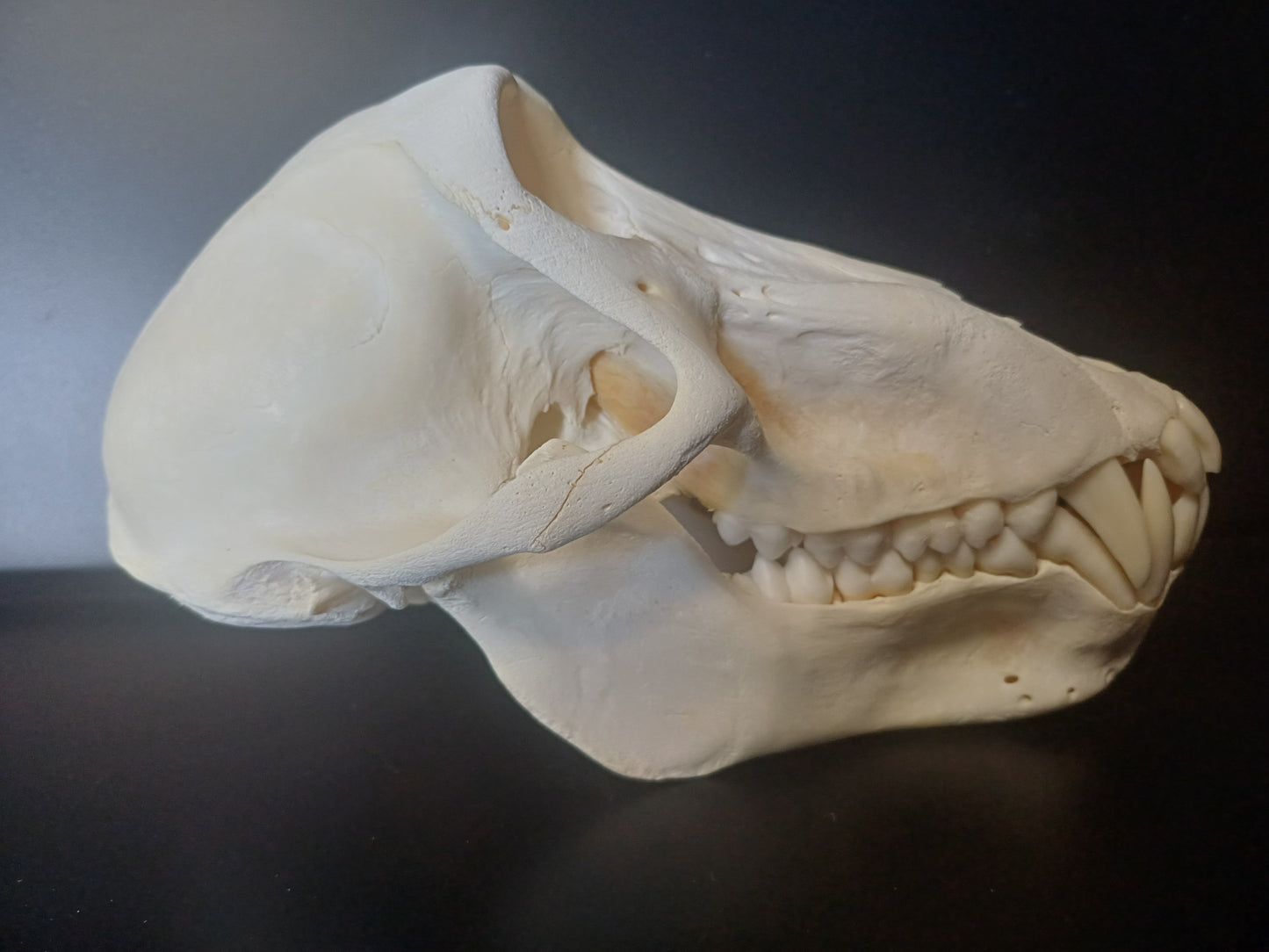 Chacma Baboon skull - sub adult male CITES
