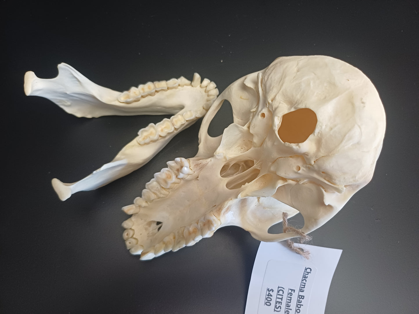 Chachma Baboon skull - female CITES