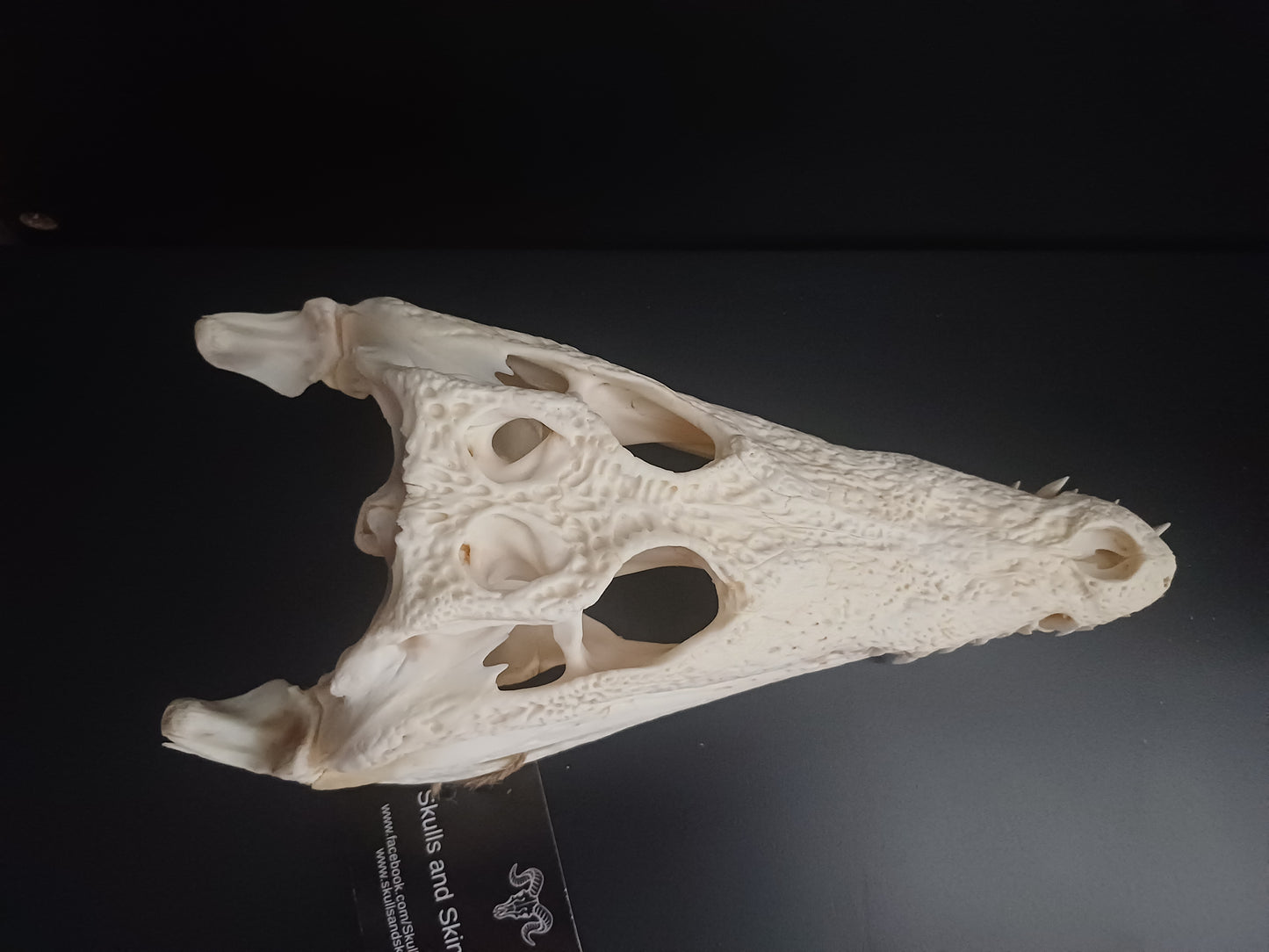 Nile Crocodile (CITES permit inc)