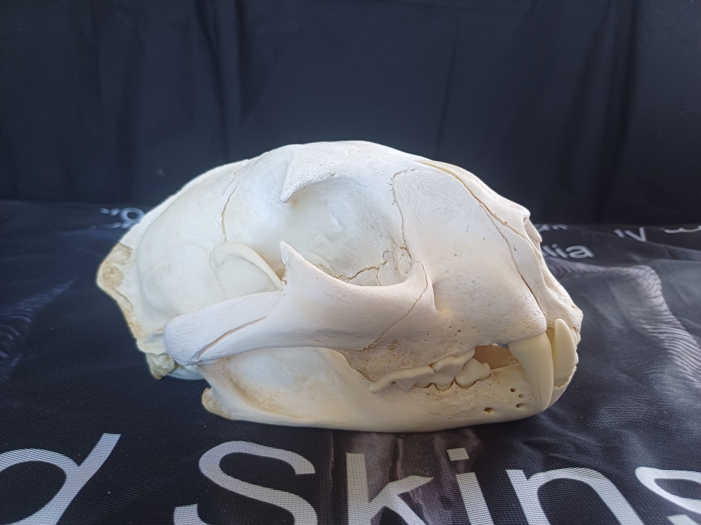 Cougar Skull