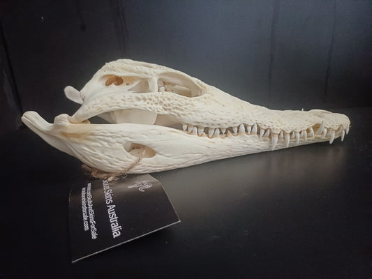 Nile Crocodile (CITES permit inc)