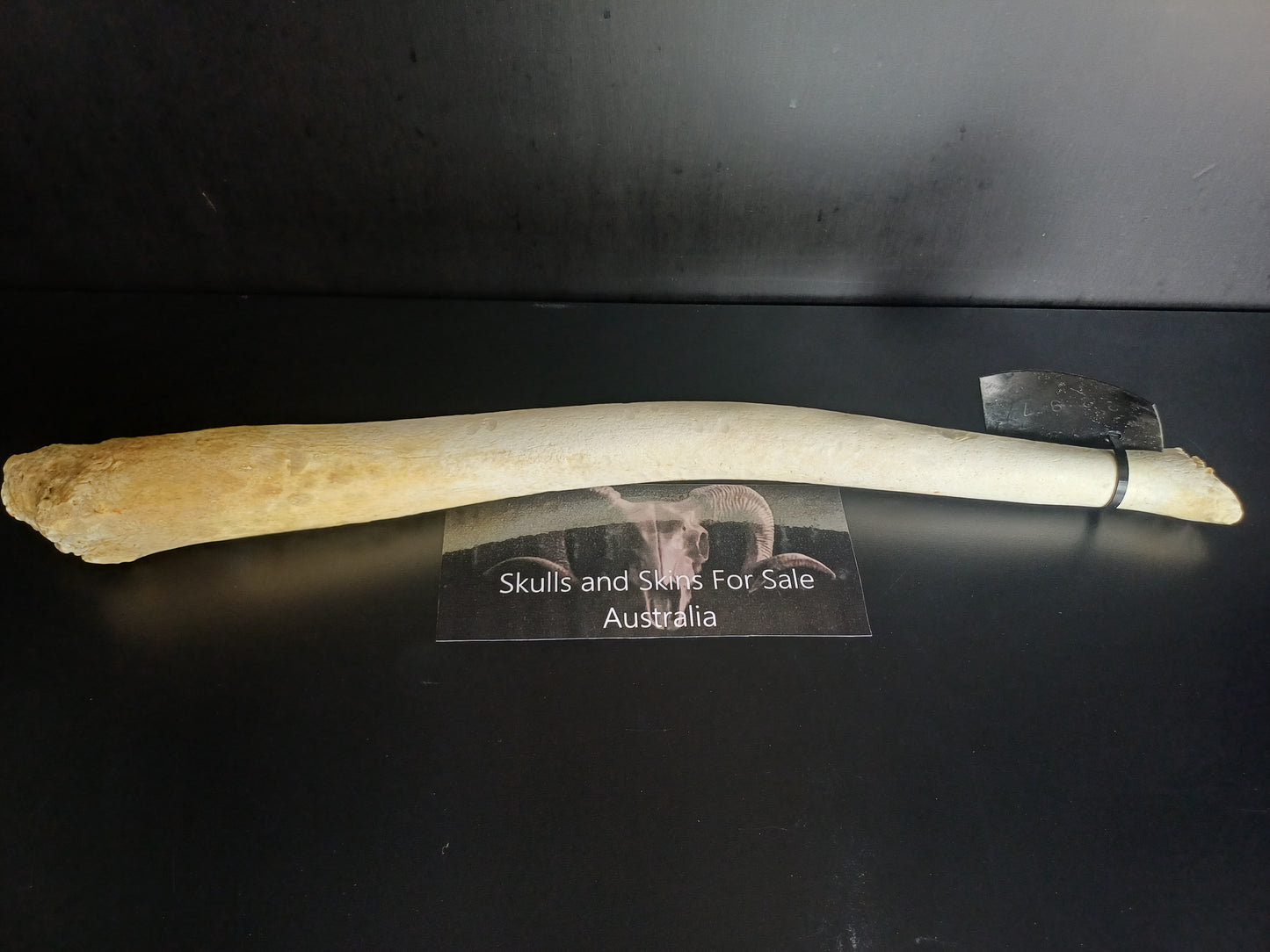 Walrus baculum