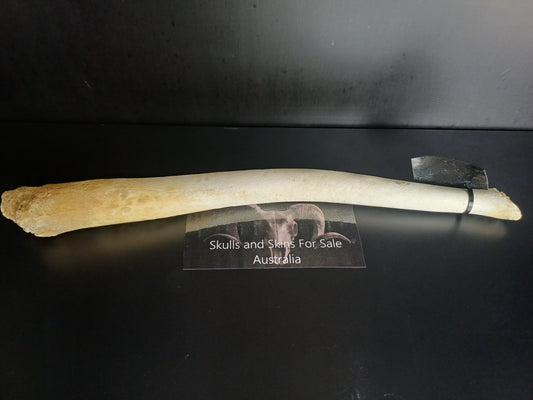 Walrus baculum