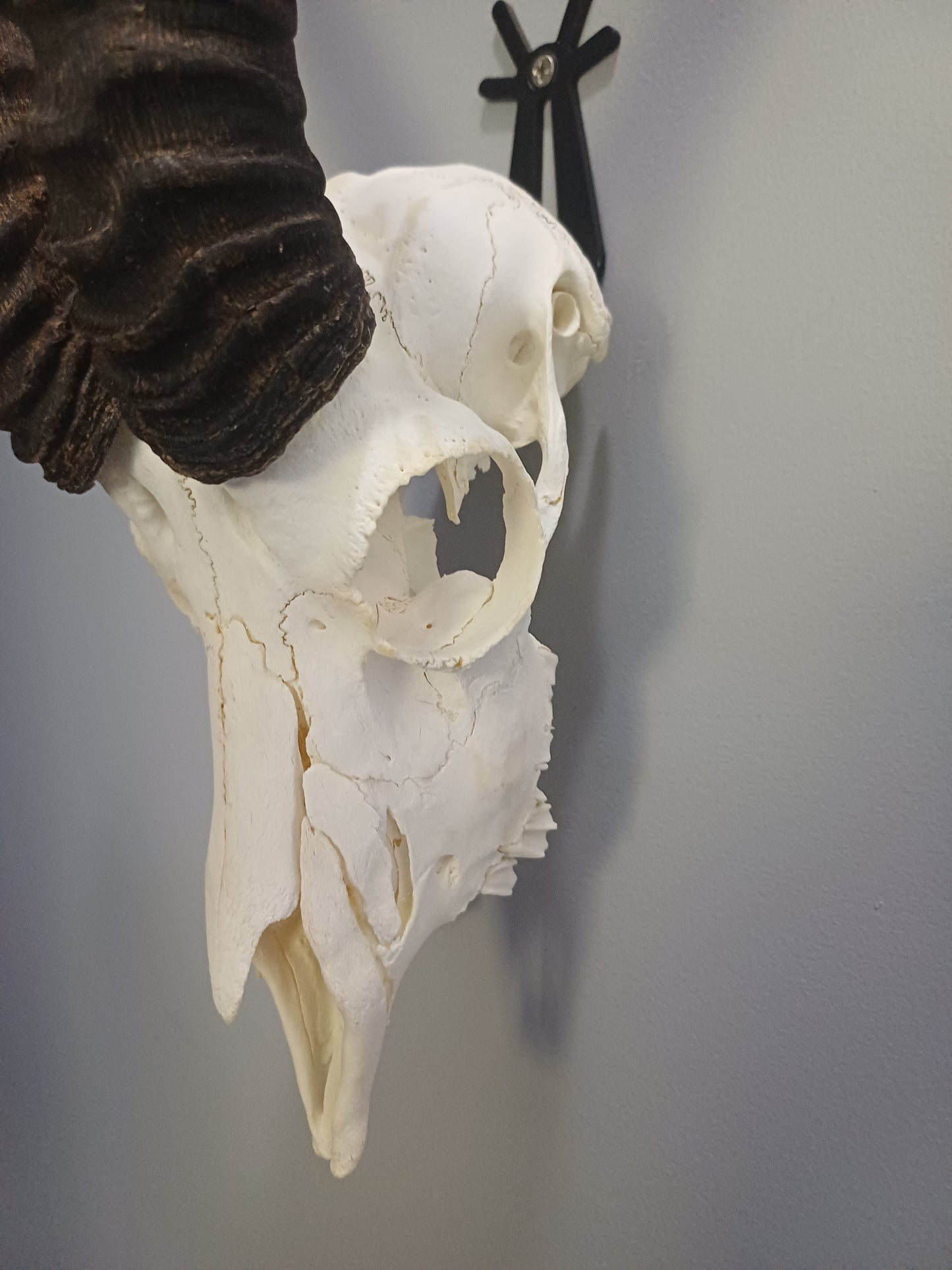 Male springbok skull