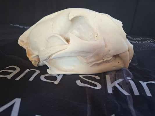 Large Cougar Skull