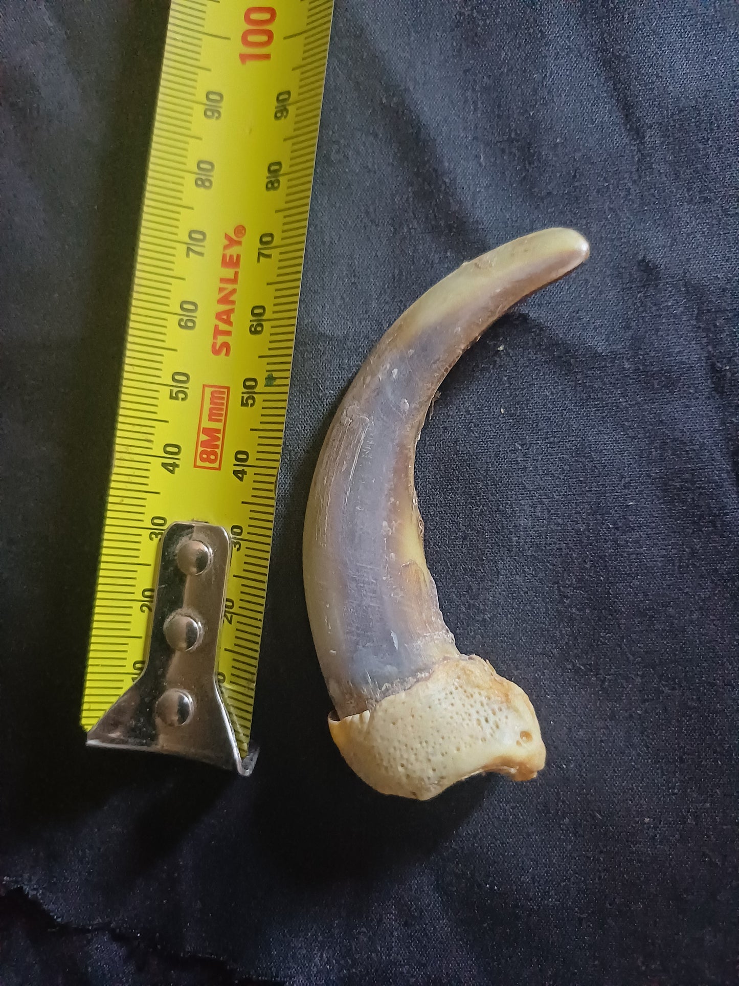 XL Grizzly bear claw