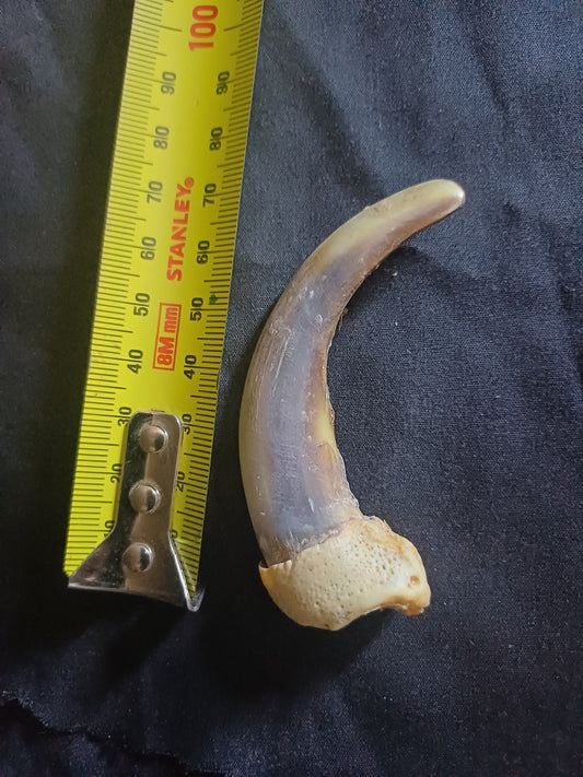 XL Grizzly bear claw