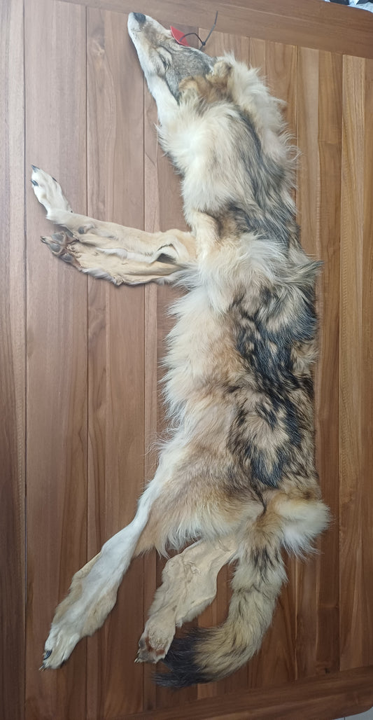 Wolf pelt (CITES)