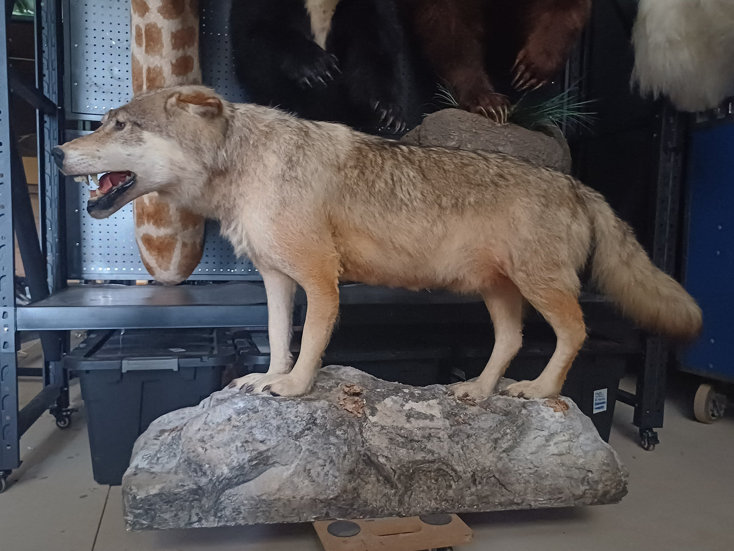 Wolf full taxidermy mount