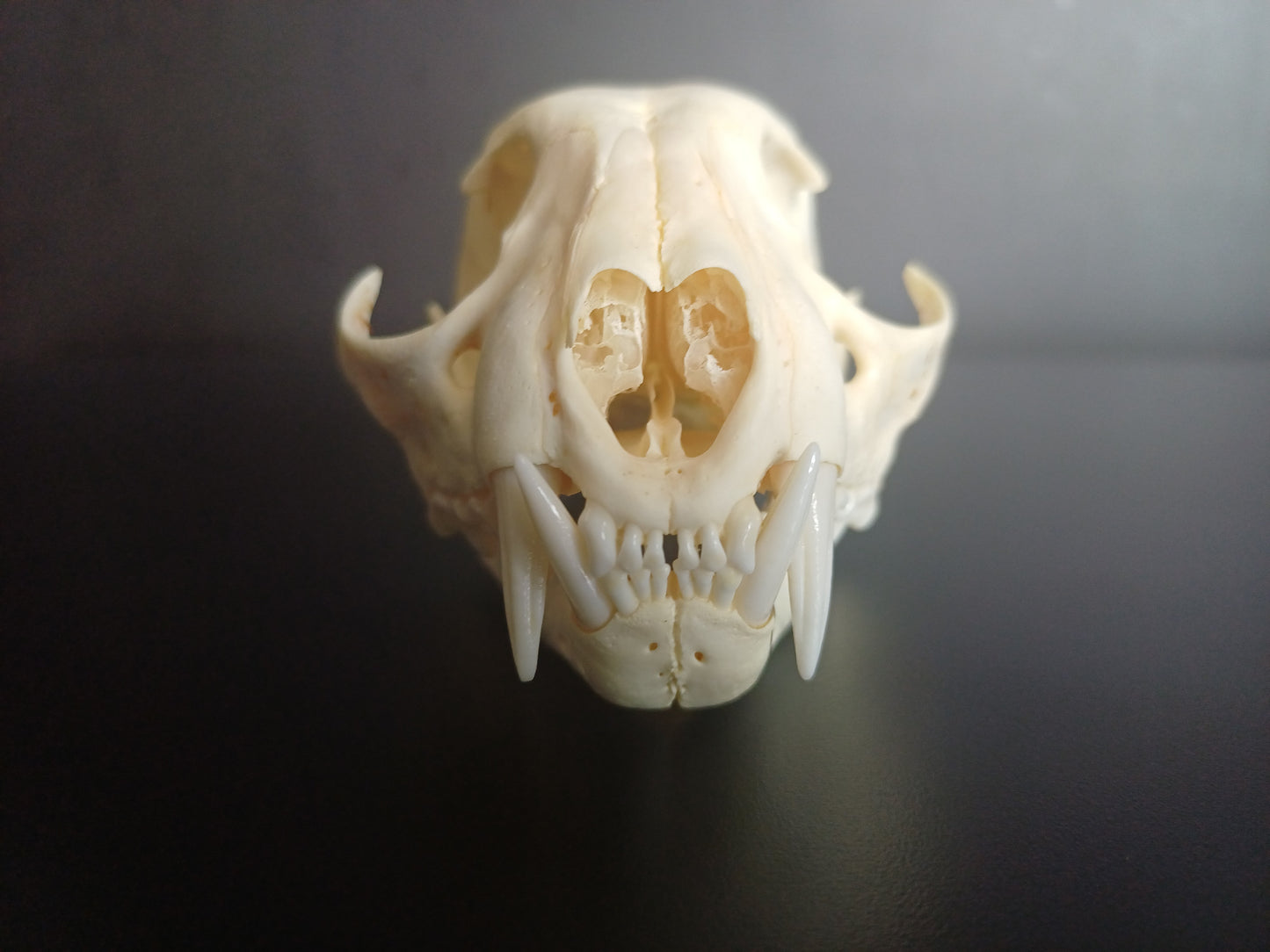 Lynx skull