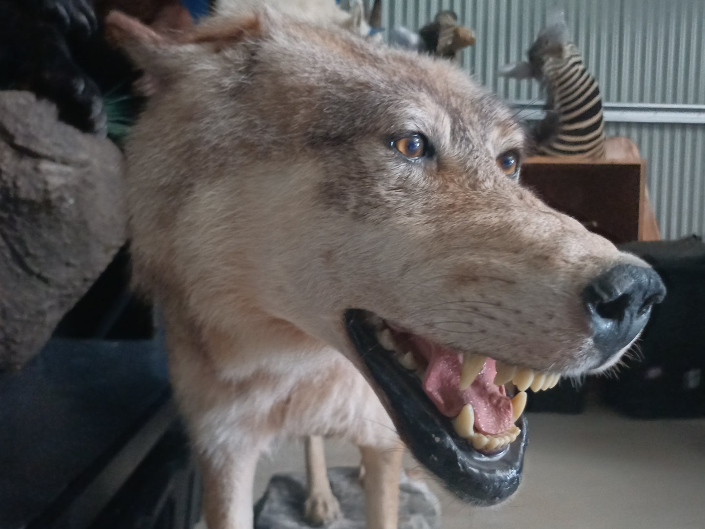 Wolf full taxidermy mount