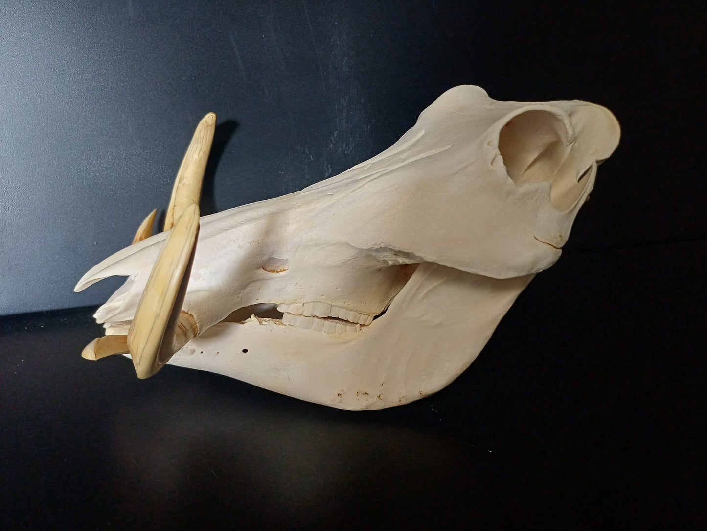 Warthog skull