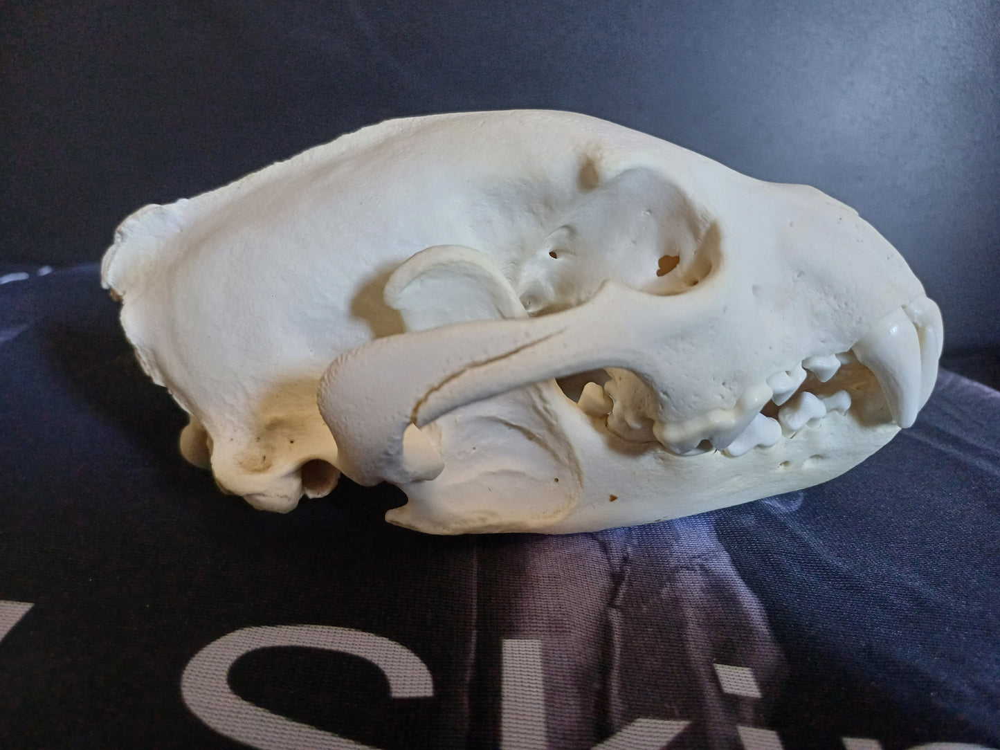 Wolverine Skull