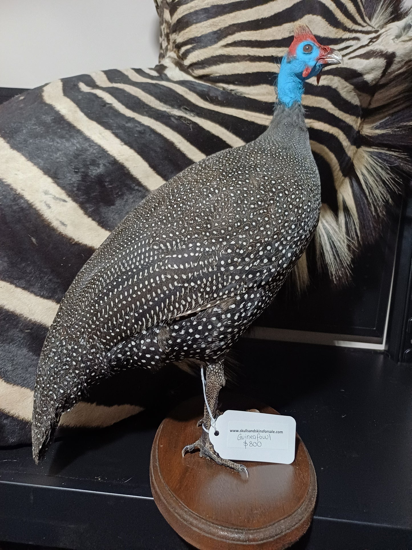 African Guinea Fowl