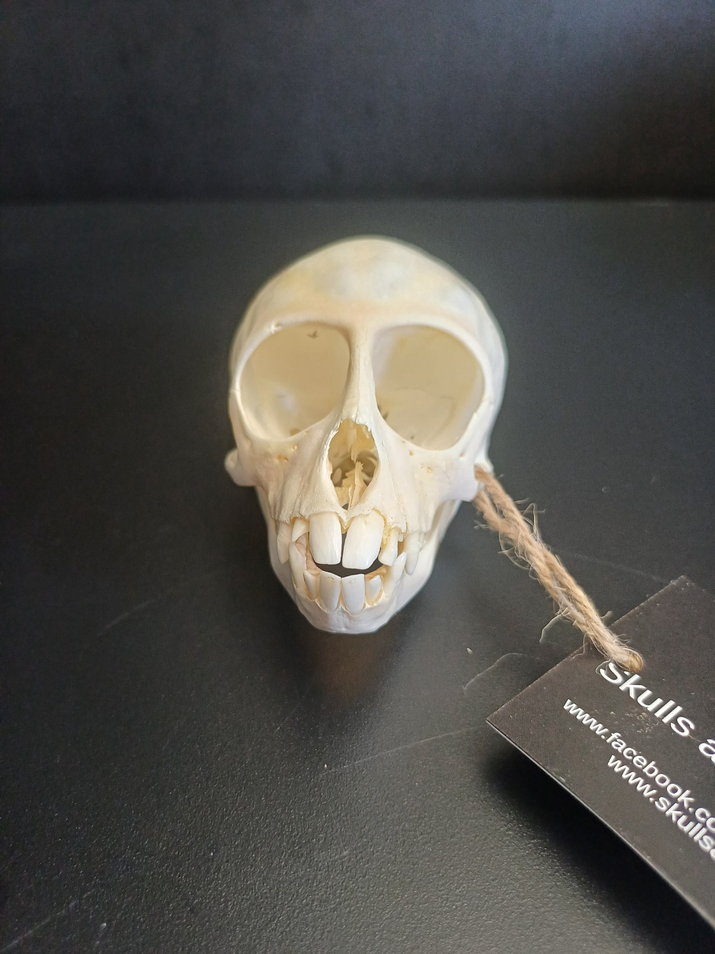 Vervet Monkey Skull - sub-adult