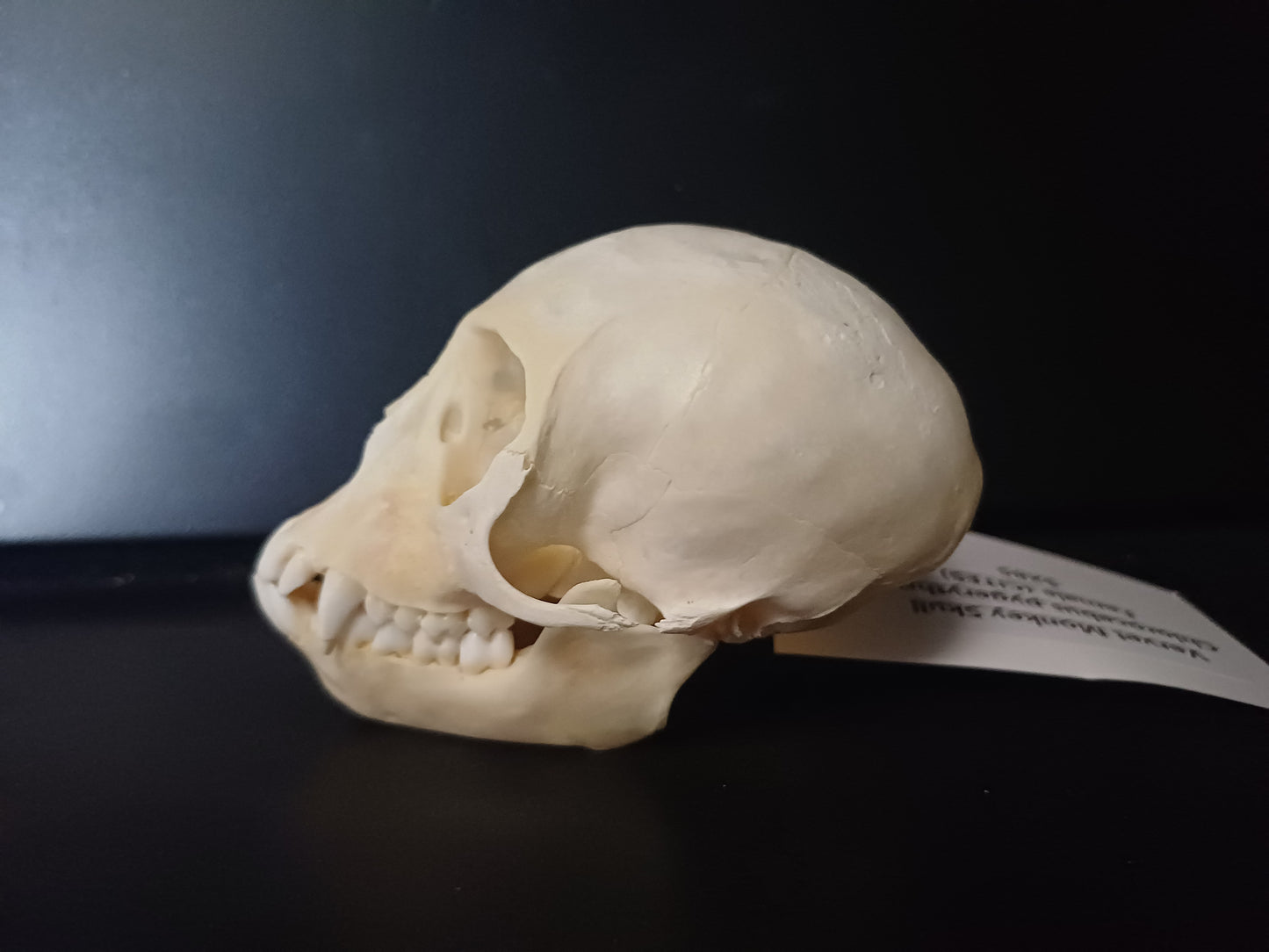 Vervet Monkey Skull - Female