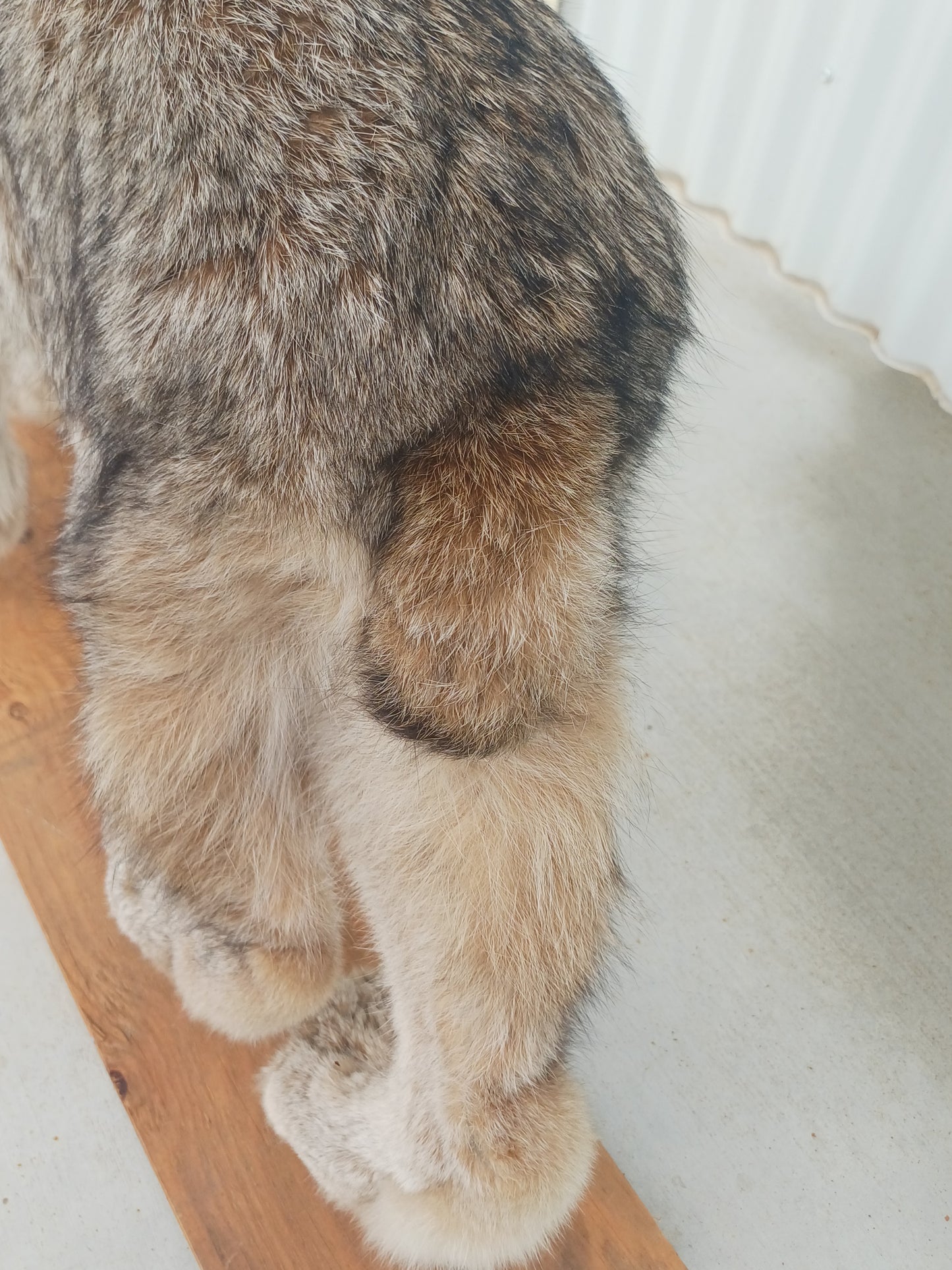 Lynx taxidermy mount (Shocked Sharon)