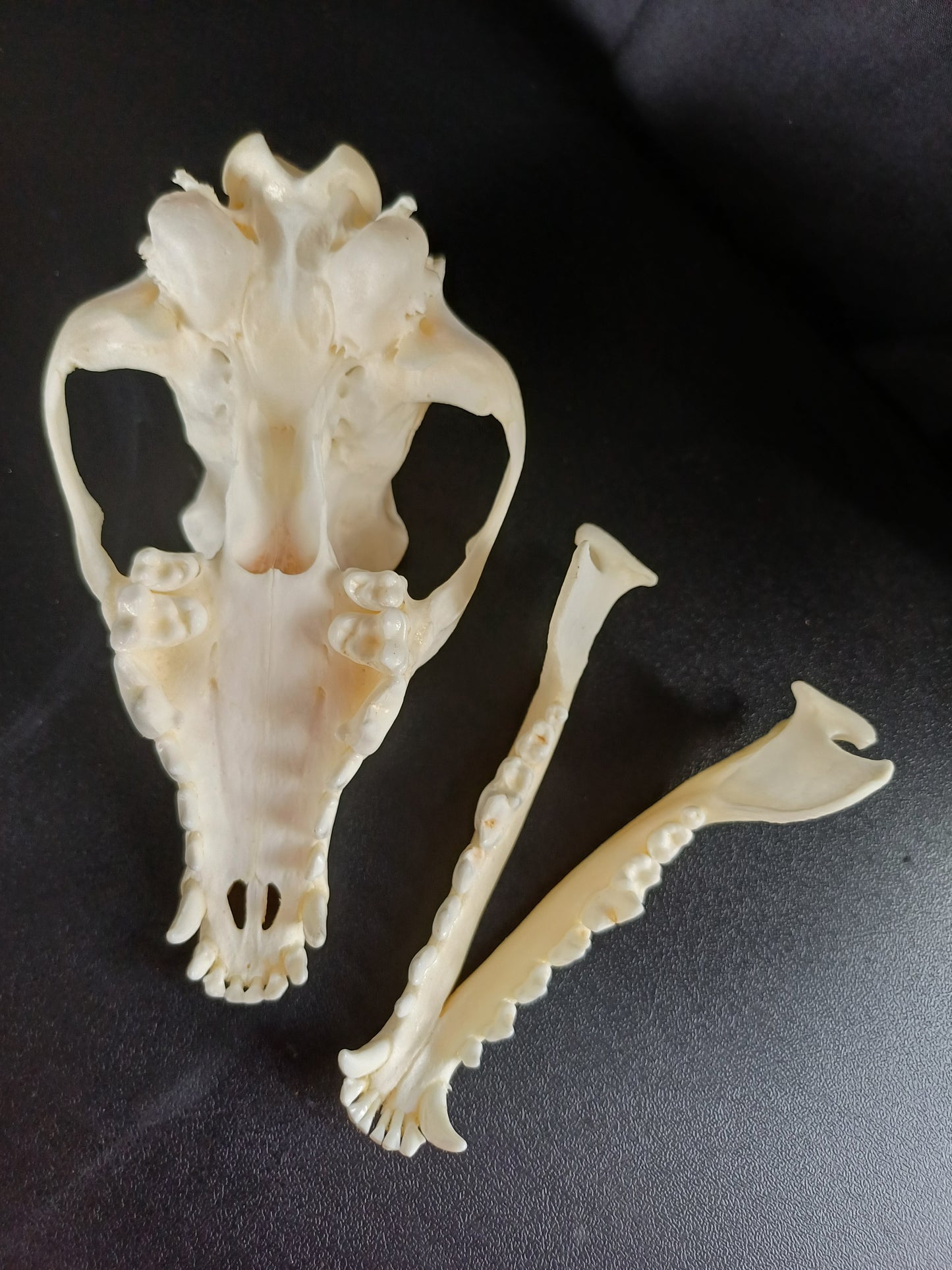 Black Backed Jackal Skull