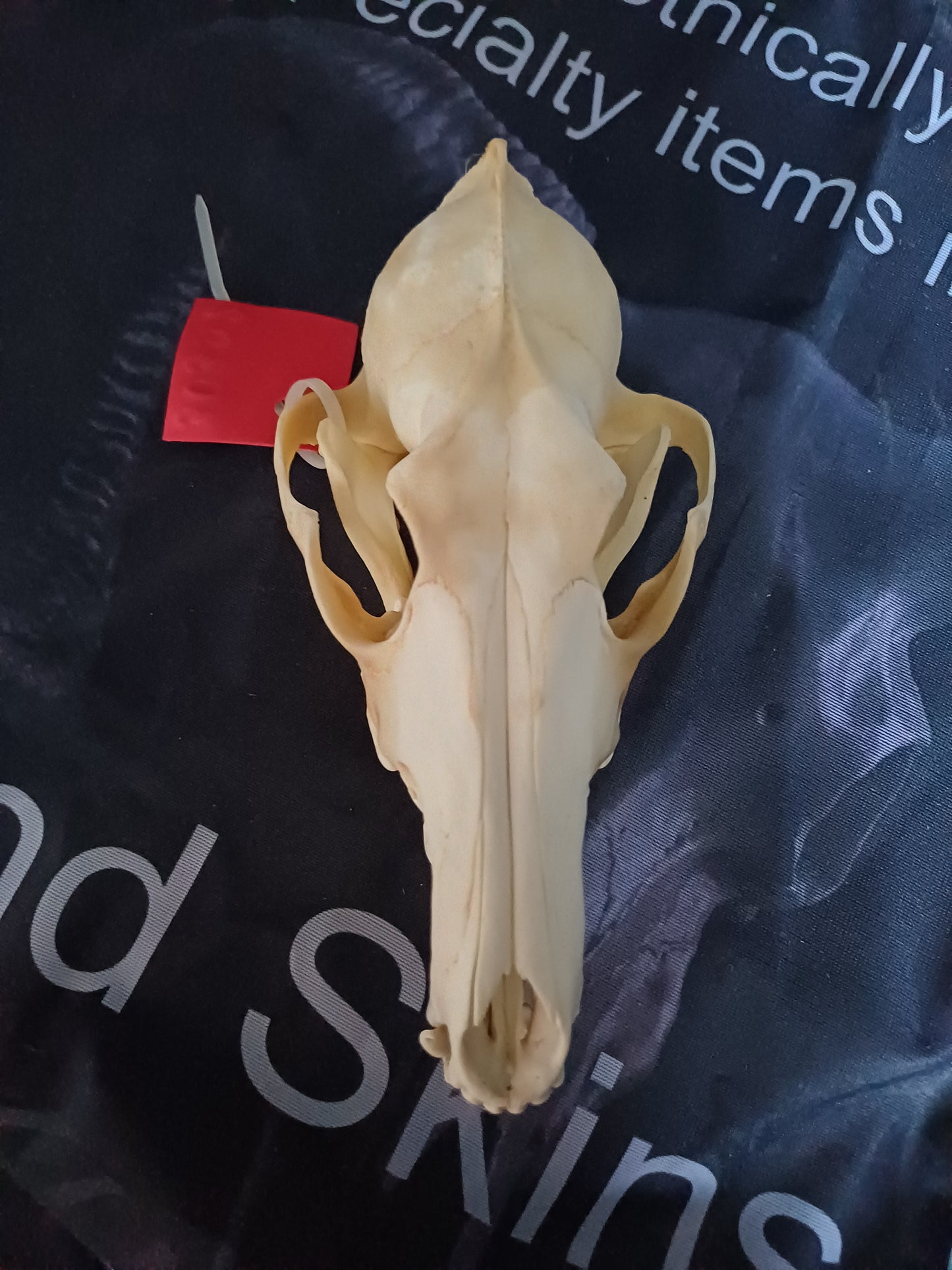 Coyote Skull
