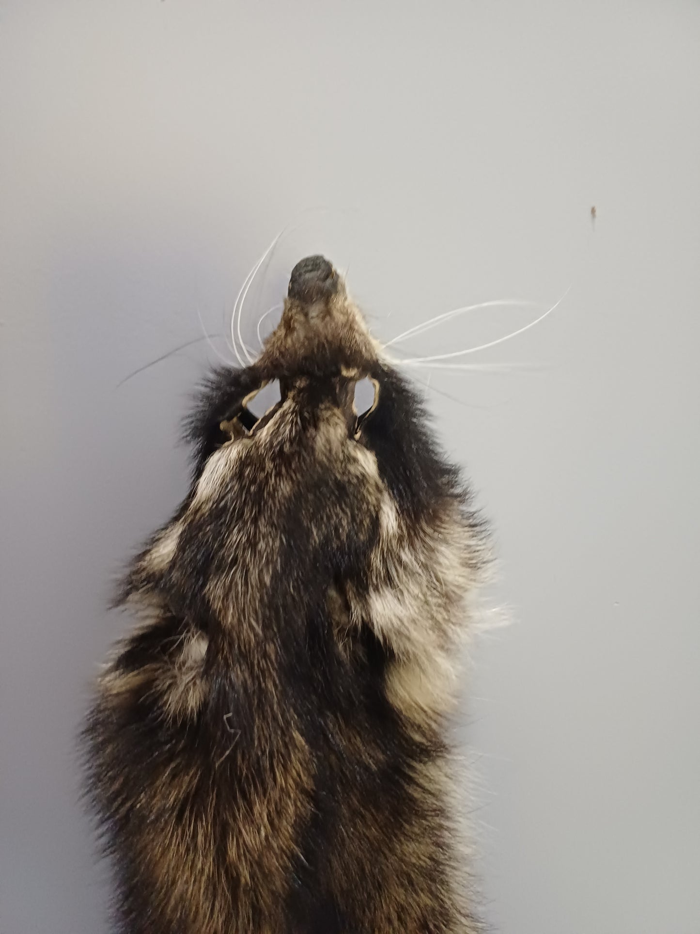 Raccoon wall hanger