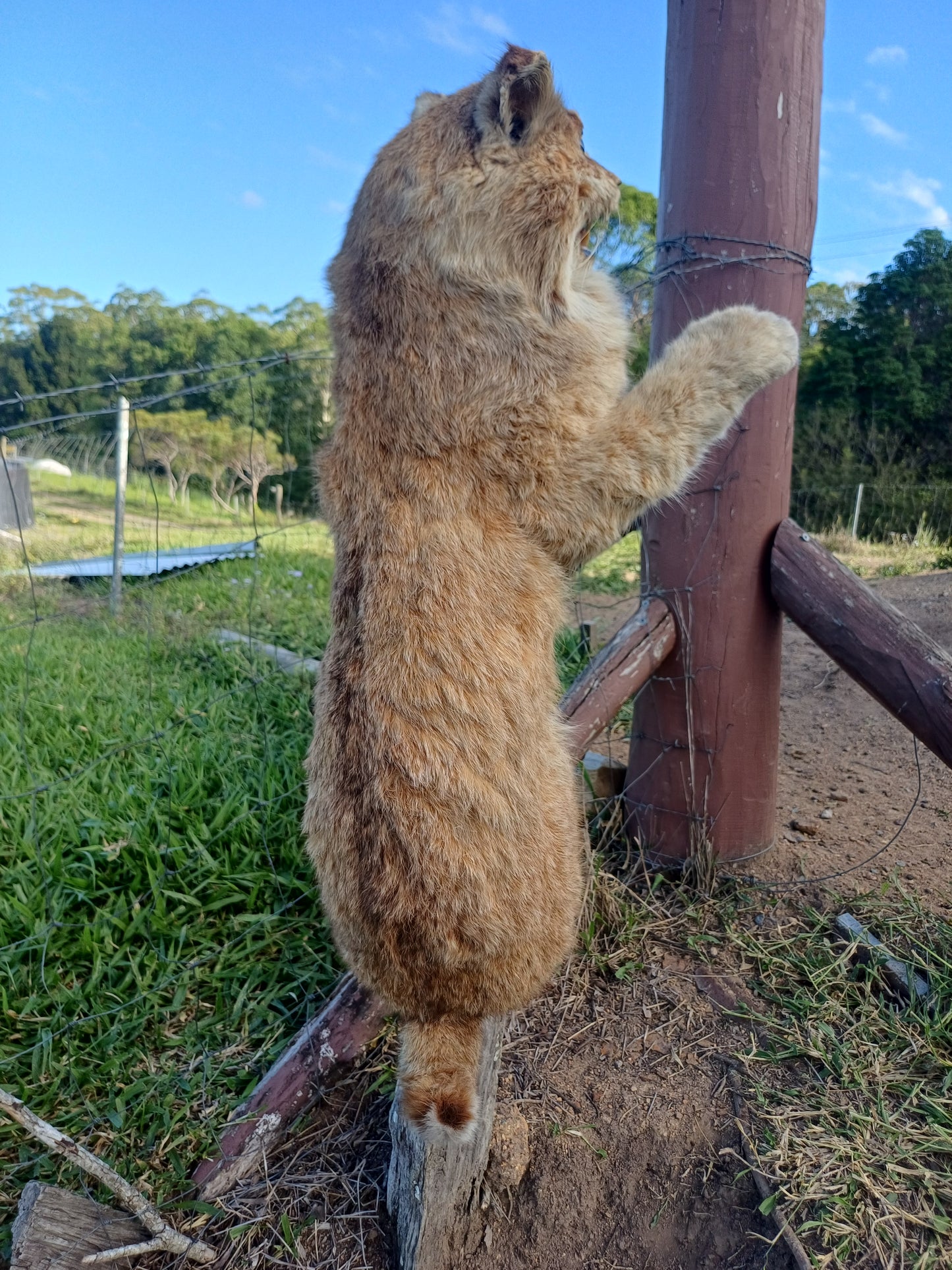 Bobcat taxidermy mount