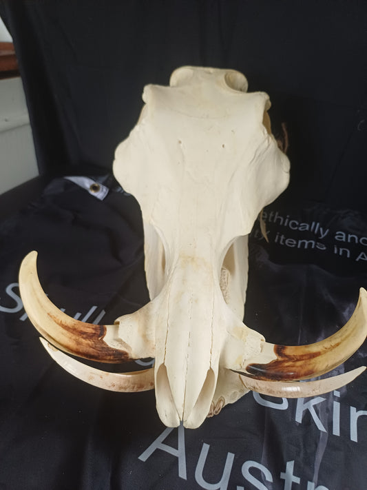 Large Warthog skull