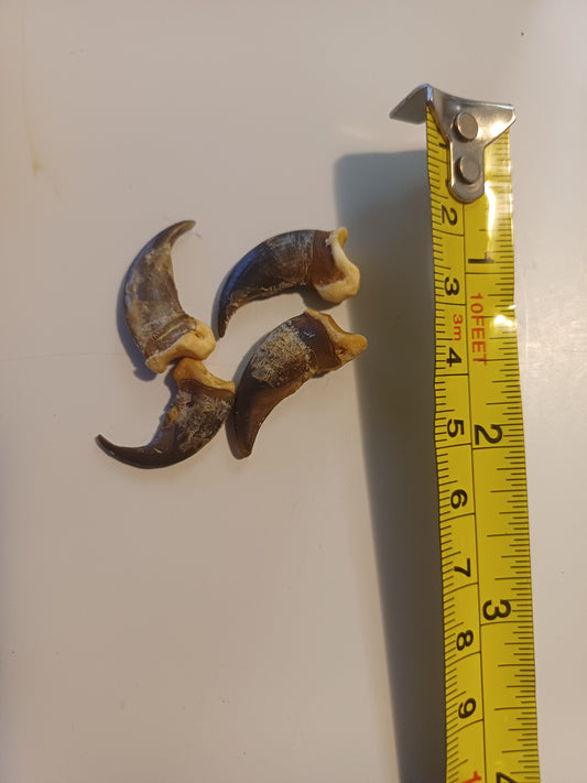 Wolf claws x4 - small