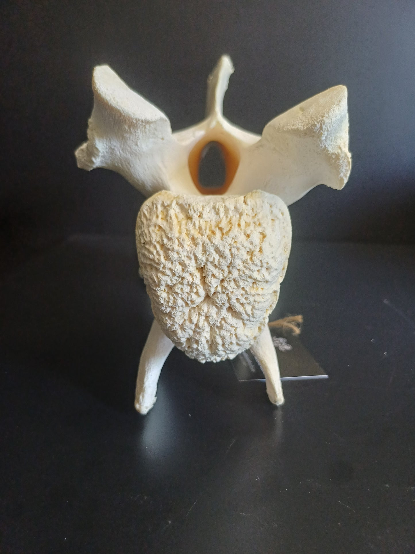 XL Giraffe Vertebrae (CITES permit inc)