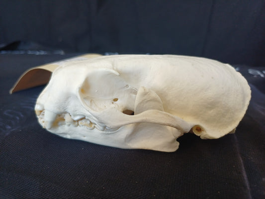 North American River Otter Skull (CITES)