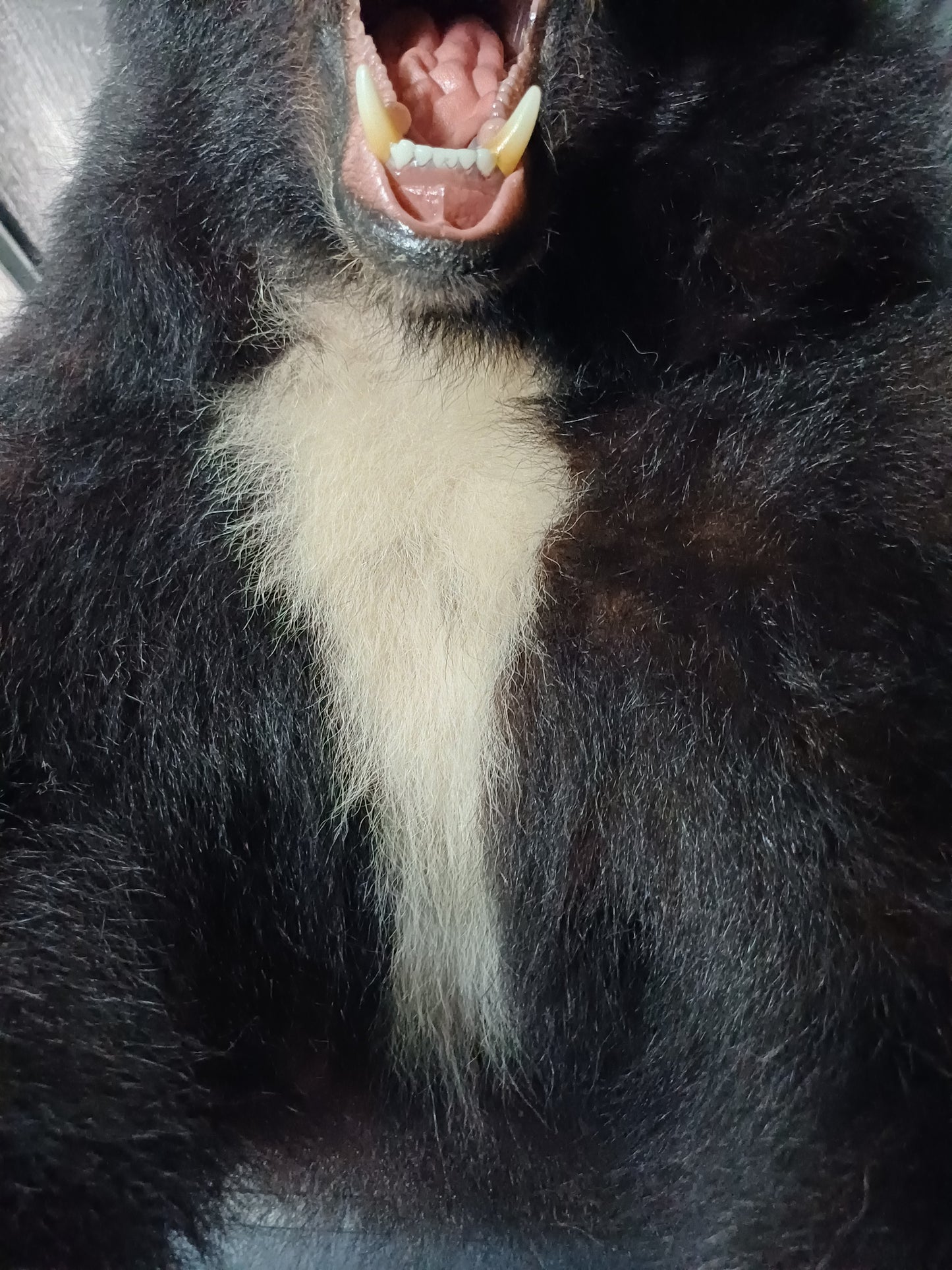 Black bear taxidermy half mount