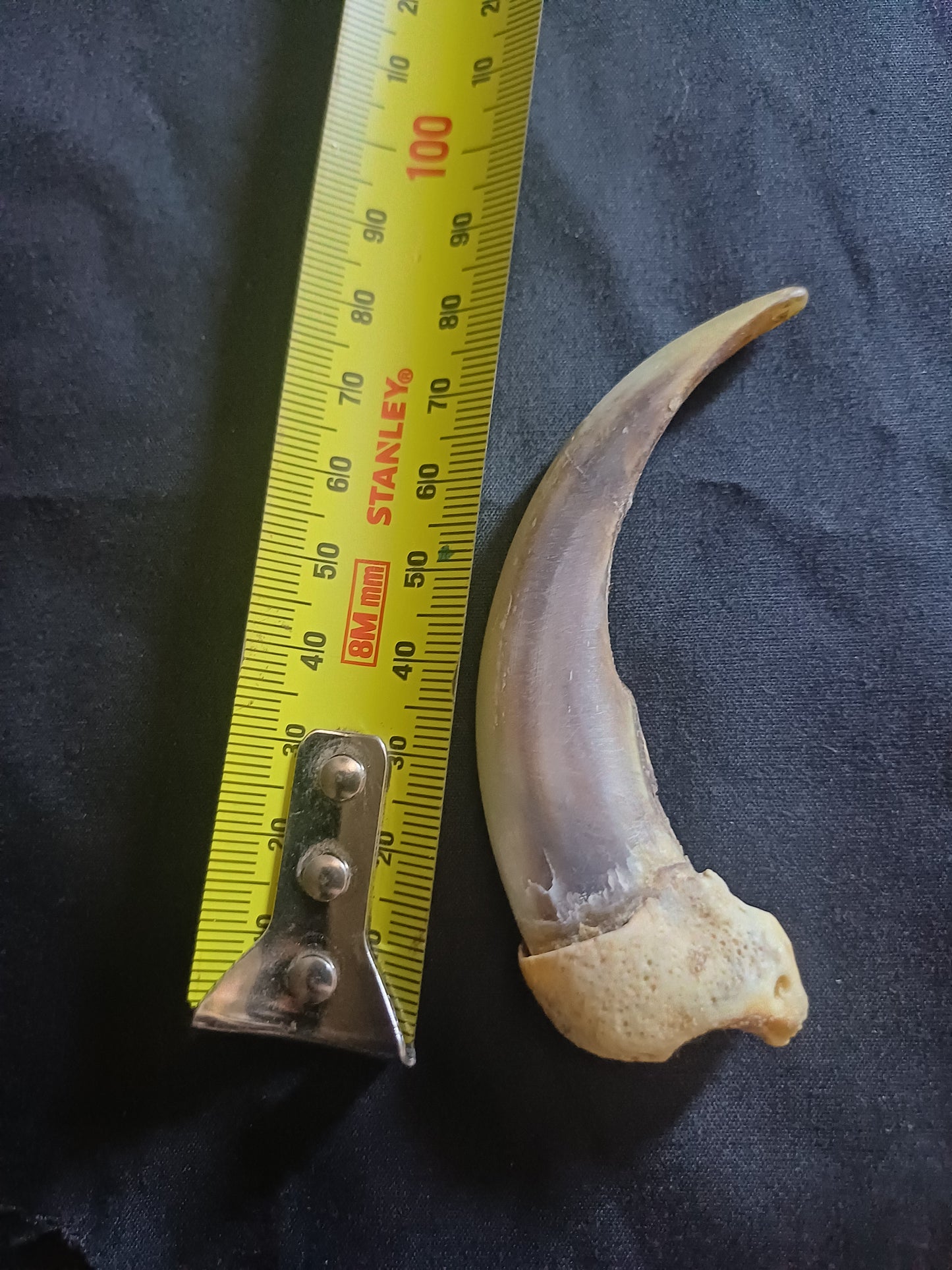 XL Grizzly bear claw