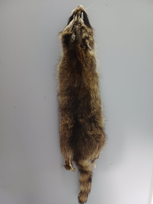 Raccoon wall hanger - Large