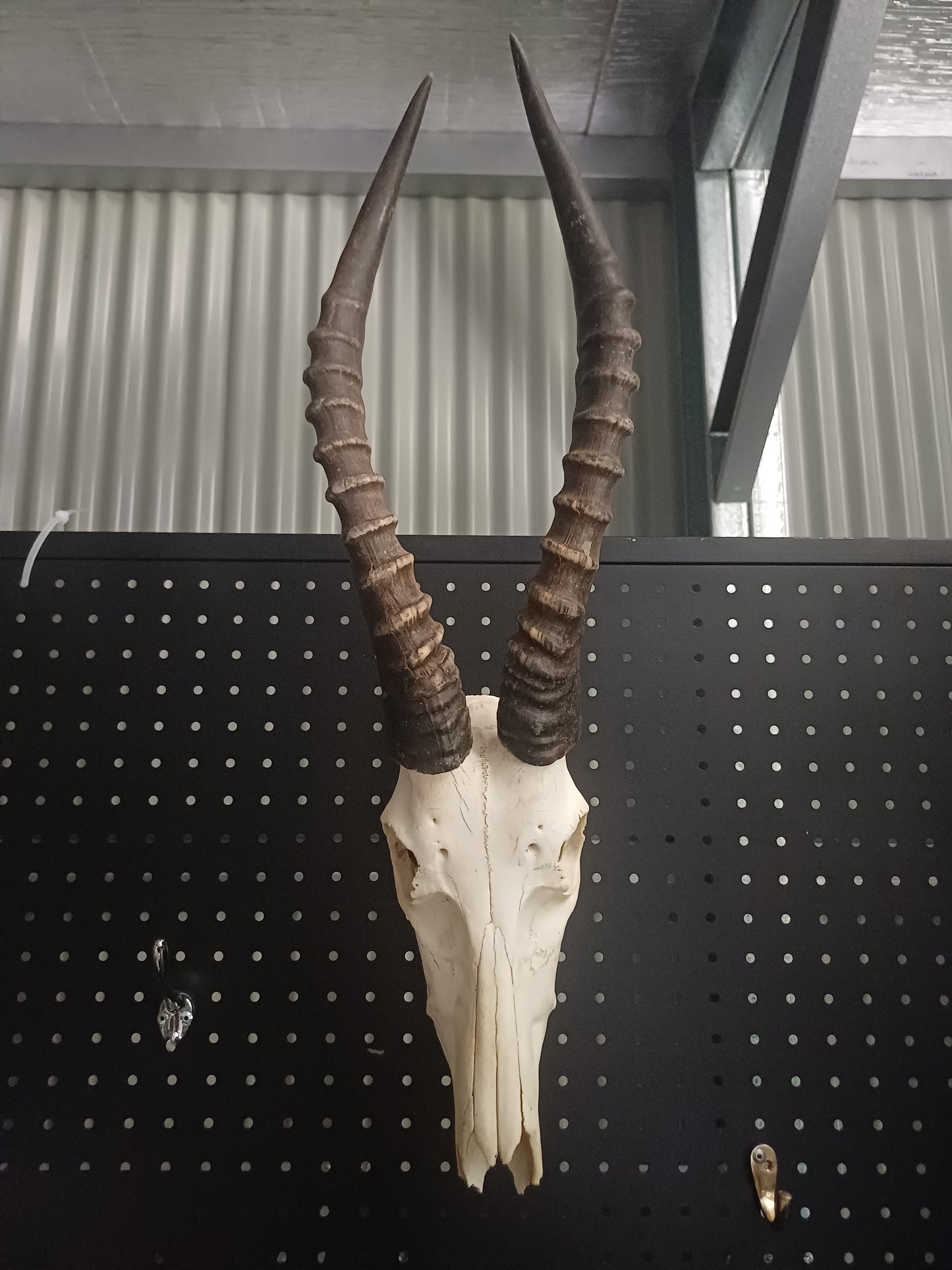 Blesbok skull