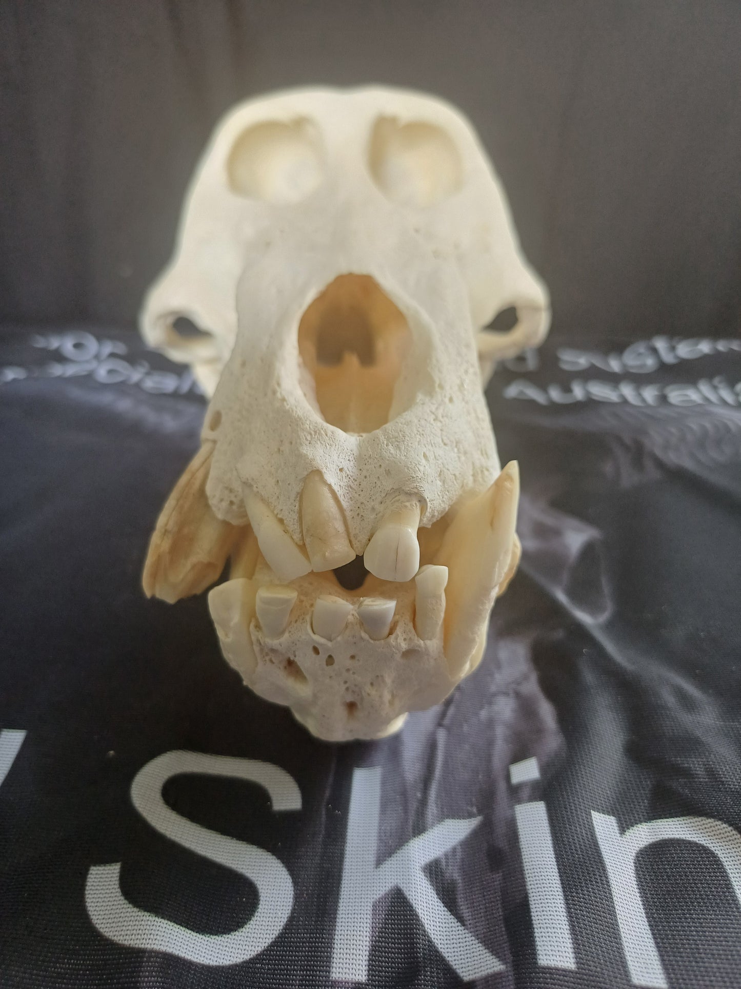 Chachma Baboon skull - male CITES (inc. shipping)