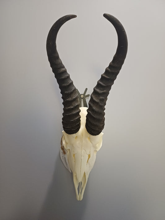 Male springbok skull